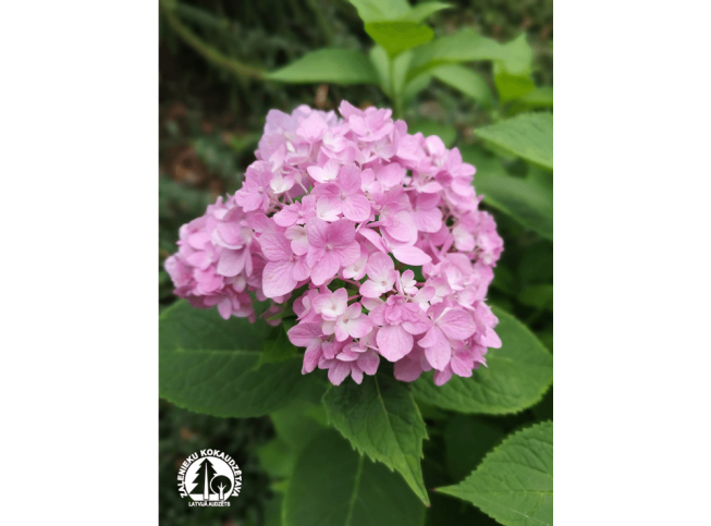 Hydrangea serrata   'Preziosa'
